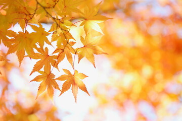 かえでの紅葉のクローズアップ