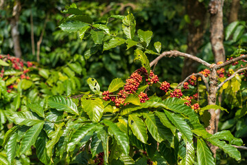 Beautiful closeup view of the coffee bean plant in an agriculture plantation in Mudigere, India.