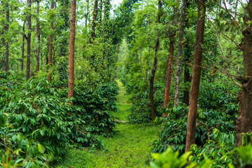 Obraz premium Coffee Plantation in Mudigere, India.