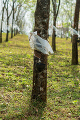 Close up Natural rubber latex trapped from rubber tree, Latex of rubber flows into a bowl
