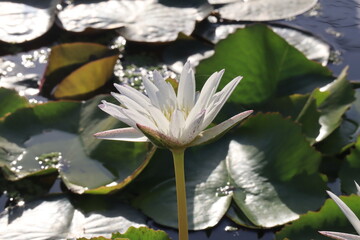 Beautiful lotus flower in a pool; Nymphaea sp.