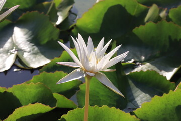 Beautiful lotus flower in a pool; Nymphaea sp.