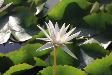 Beautiful lotus flower in a pool; Nymphaea sp.