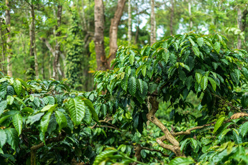 Coffee Plantation in Mudigere, India.