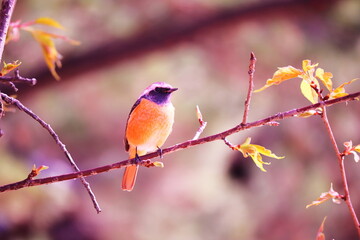 枝にとまっている可愛いジョウビタキ