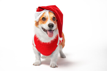 Happy corgi puppy wearing christmas santa hat red sweater showing tongue cheerfully holiday costume party. Dog in New Year outfit celebrating white background. Holiday card playful pet advertisement