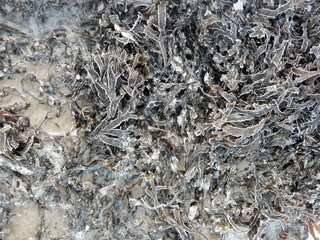winter natural background frozen algae on the seashore