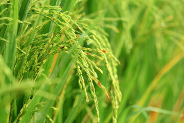 Fototapeta na wymiar Close up of rice fields in the morning.