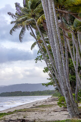 Coconut Palms growing along a beach in North Queensland Australia
