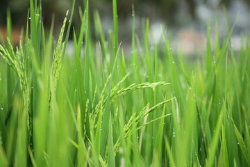 Close up of rice fields in the morning.