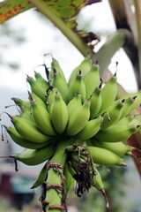 Banana fruit on banana tree. One fruit that is often used for breakfast.