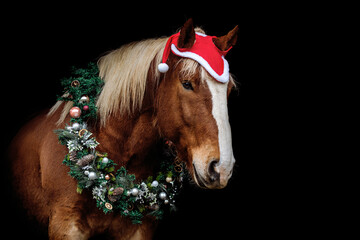 Head portrait of a chestnut brown noriker coldblood draft horse in a festive christmas setting...