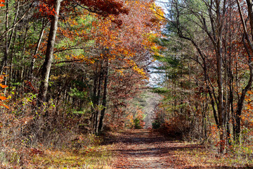 autumn in the forest