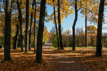 View of the alley strewn with fallen leaves in the Alexander Park of Tsarskoye Selo on a sunny autumn day, Pushkin, St. Petersburg, Russia