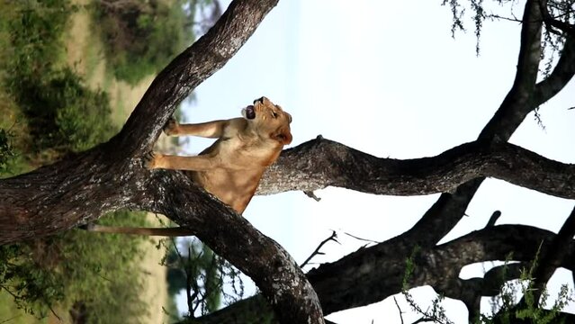Ikoma 이미지 찾아보기 154 스톡 사진, 벡터 및 비디오 Adobe Stock