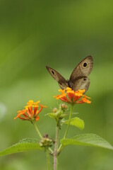 Closeup Butterfly on Flower (Common tiger butterfly)
