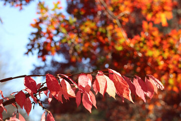 red maple leaves