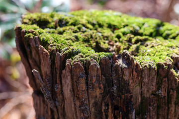moss on tree