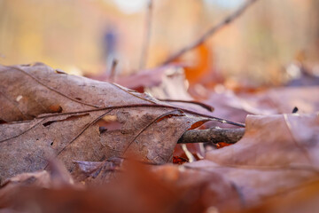 autumn leaves on the ground