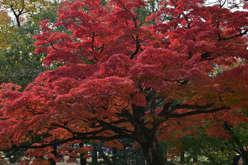奈良公園の紅葉