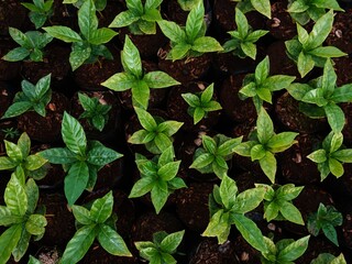Dark green tropical leaves background. Panoramic background. nature concept