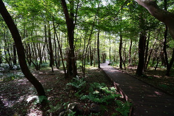 fine boardwalk in the sunlight