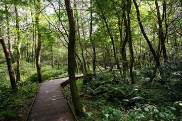 fine boardwalk in the sunlight