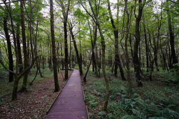 fine walkway to deep forest
