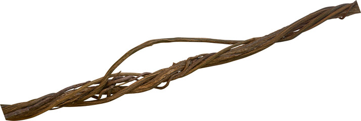 Twisted dried Liana jungle vine. - 549600363