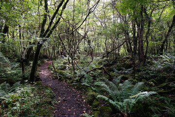 vines and fern in wild forest
