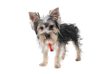 Beautiful and cute black and white yorkshire terrier dog over isolated background. Studio shoot of purebreed yorkie puppy.