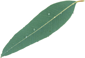 Eucalyptus leaf with water drop