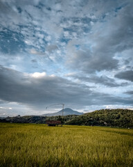 A natural blend of rice fields and mountains in Sumedang, West Java, Indonesia