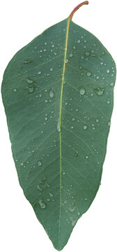 Eucalyptus leaf with water drop