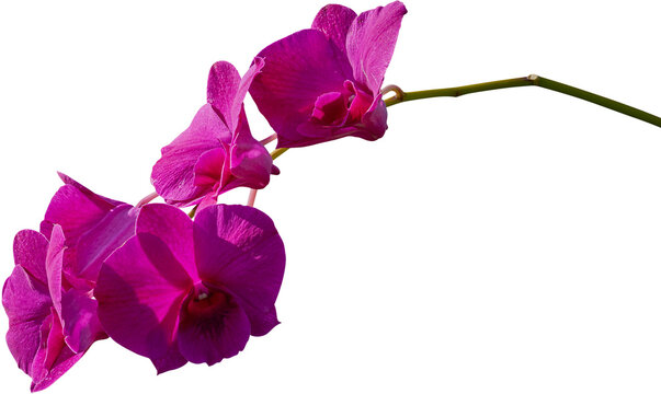 Beautiful orchids for decoration and other designs.
