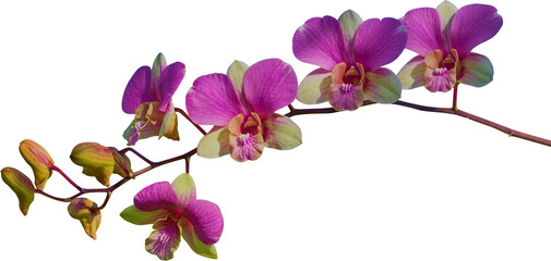 Fototapeta na wymiar Beautiful orchids for decoration and other designs.
