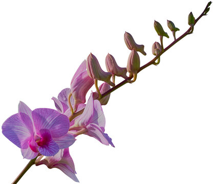 Beautiful orchids for decoration and other designs.