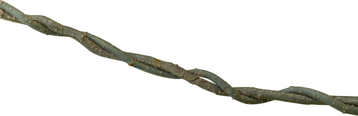 Twisted dried Liana jungle vine. © Ammak