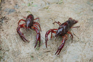 A Red swamp crawfish or crayfish crawl on the ground.