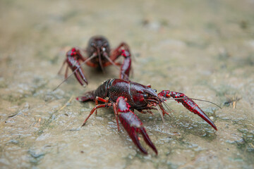 A Red swamp crawfish or crayfish crawl on the ground.