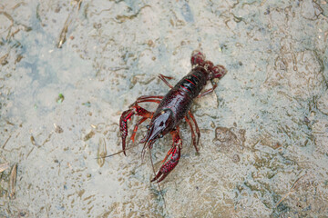 A Red swamp crawfish or crayfish crawl on the ground.