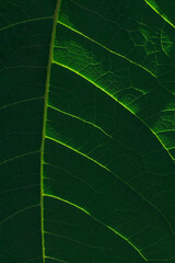 Big green leaf with light and shades texture. Natural green background.