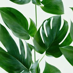 Green tropical palm leaves Monstera isolated on white background seamless texture pattern wallpaper. Flat lay, top view.