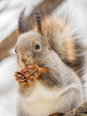 The squirrel with nut sits on tree in the winter or late autumn