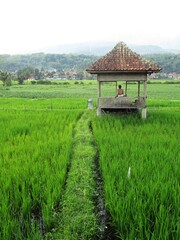 Fototapeta na wymiar The hut in the middle of the fields from Java lndonesia