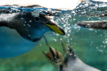 Obraz premium ペンギン 水族館 泳ぐ 自由