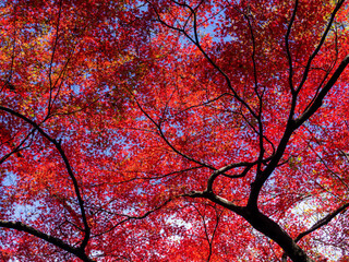 空いっぱいに赤く紅葉したもみじの木