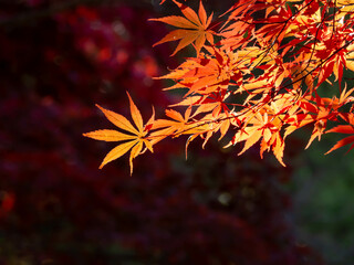 紅く紅葉したもみじ