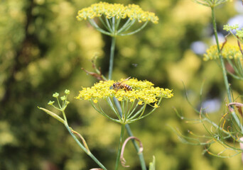Abeja recolectando polen de flor amarilla. 
