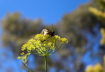 Mariposa con fondo desenfocado. 